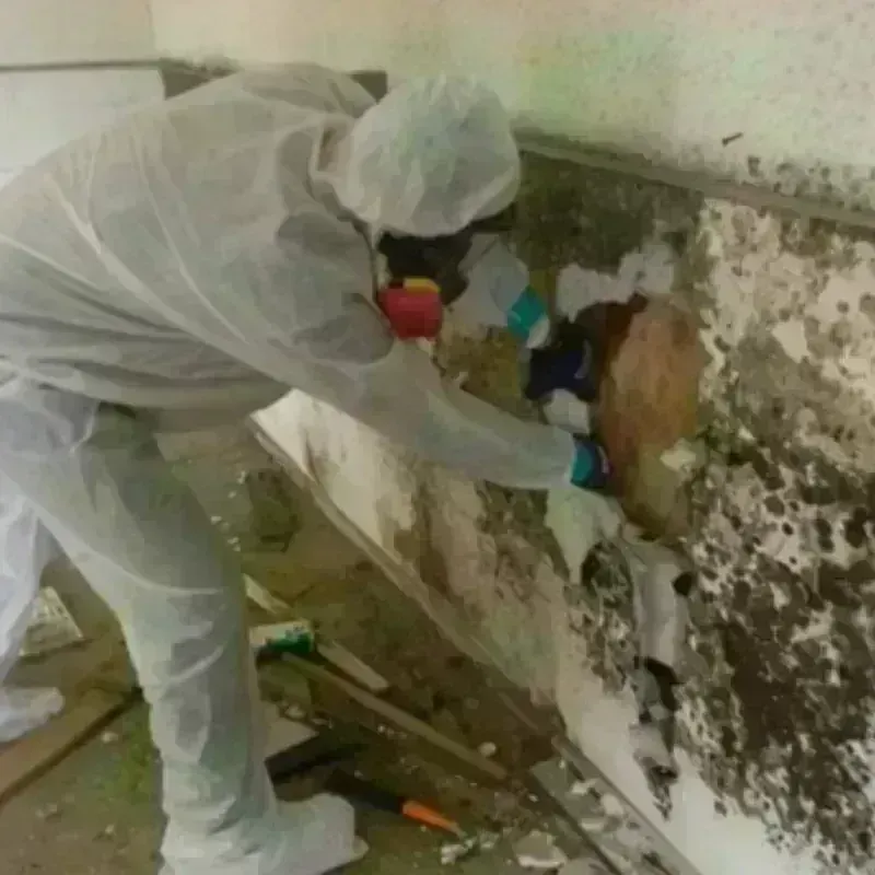 Mold Remediation and Removal in Kildeer, IL